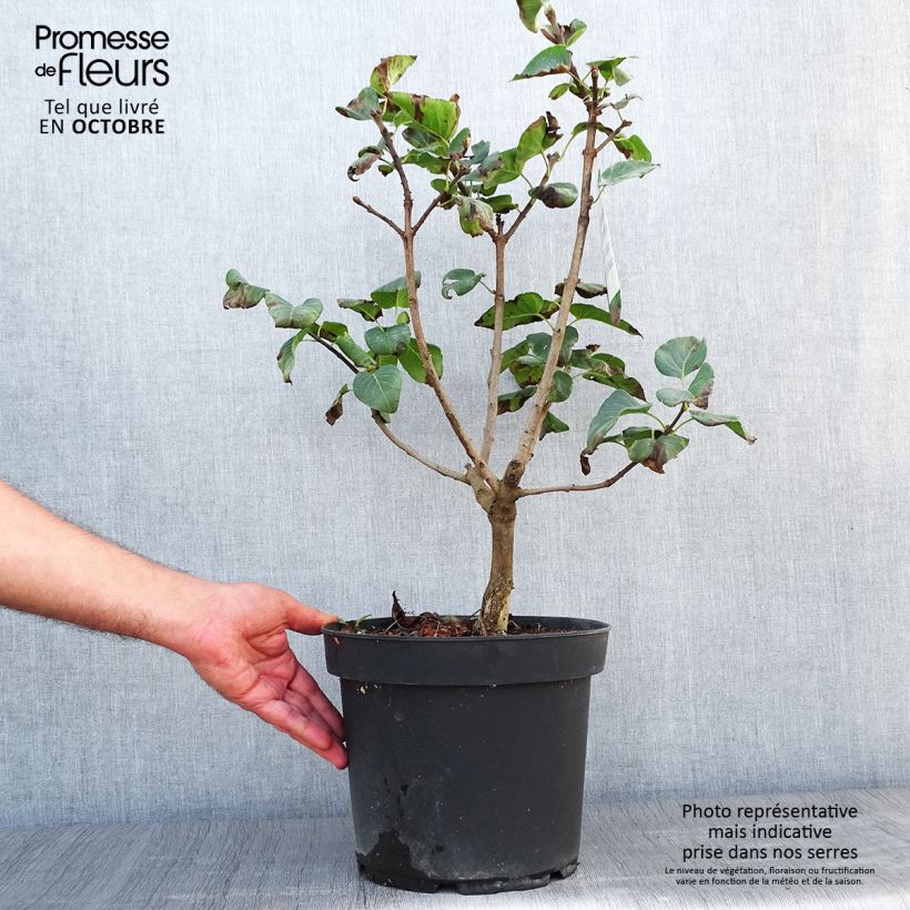 Exemplar von Edelflieder Souvenir de Louis Spaeth - Syringa vulgaris Topf mit 7,5L/10L wie im Herbst geliefert