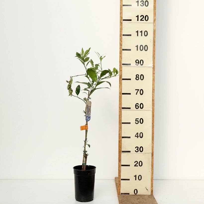 Exemplar von Limequat - Citrus floridana Topf mit 3L/4L, Strauch/Busch, mehrstämmig wie im Winter geliefert