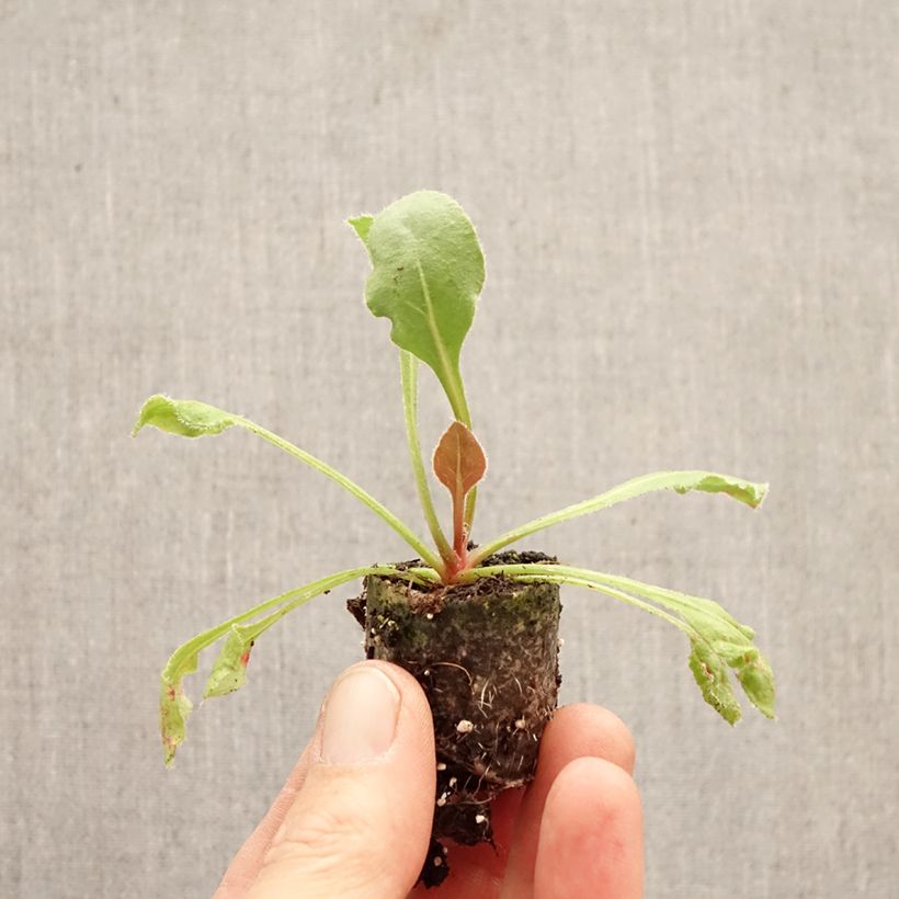 Exemplar von Limonium perezzi - Perez' Strandflieder Mini-Plug Ø 3/4 cm wie im Frühjahr geliefert