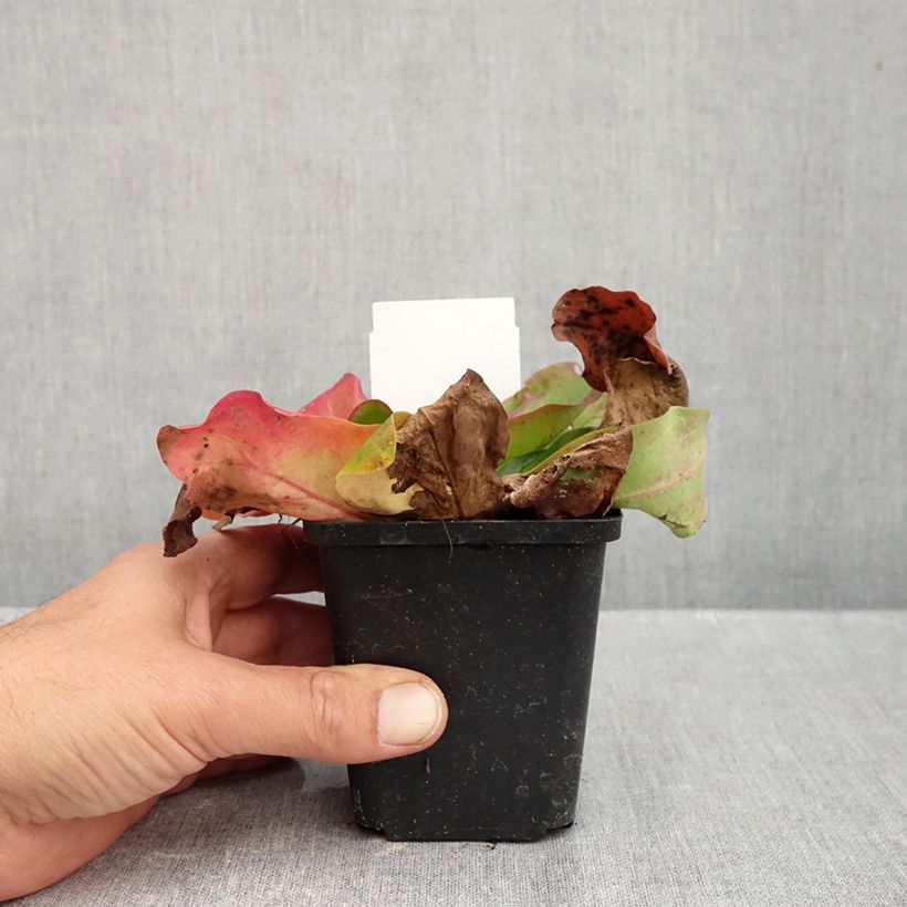 Exemplar von Limonium platyphyllum - Strandflieder Kleine Töpfe von 8/9 cm wie im Herbst geliefert