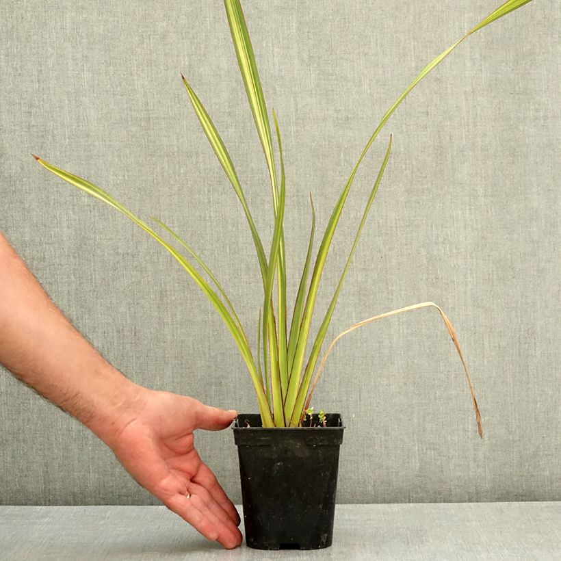 Exemplar von Phormium tenax Apricot Queen Topf mit 1,5L/2L wie im Sommer geliefert
