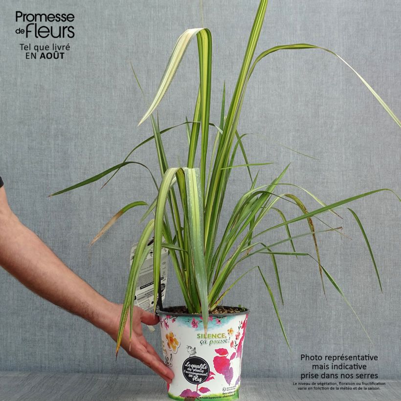 Exemplar von Phormium tenax Apricot Queen Topf mit 3L/4L wie im Sommer geliefert