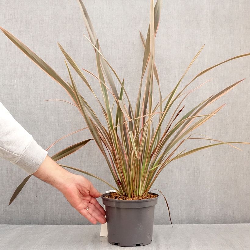 Exemplar von Phormium tenax Flamingo Topf mit 3L/4L wie im Herbst geliefert