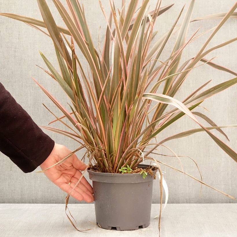 Exemplar von Phormium tenax Flamingo Topf mit 3L/4L wie im Frühjahr geliefert