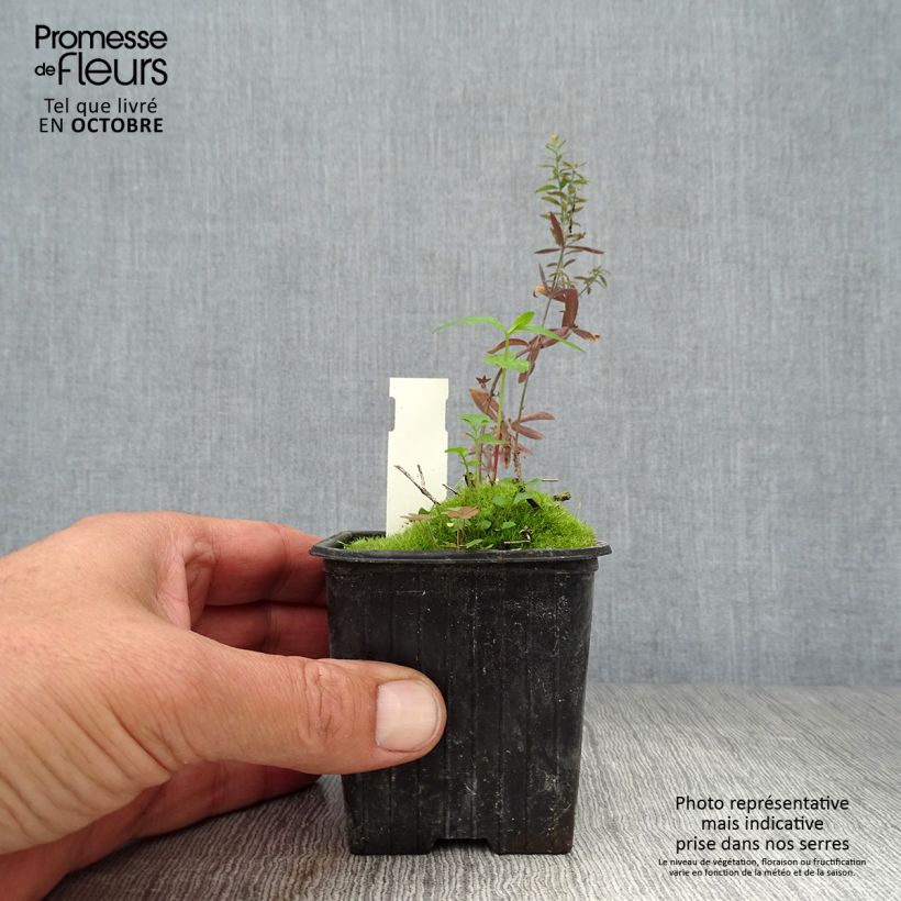Exemplar von Purpur-Leinkraut Peachy - Linaria purpurea Kleine Töpfe von 8/9 cm wie im Herbst geliefert