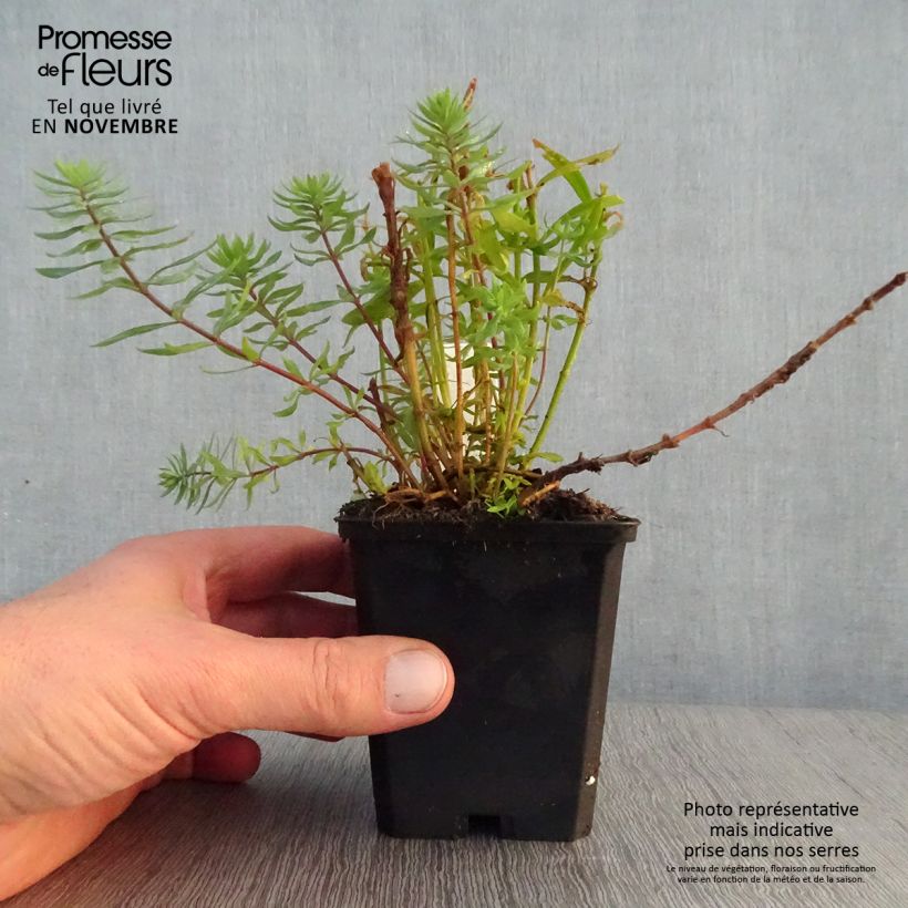 Exemplar von Purpur-Leinkraut Canon J. Went - Linaria purpurea Kleine Töpfe von 8/9 cm wie im Herbst geliefert