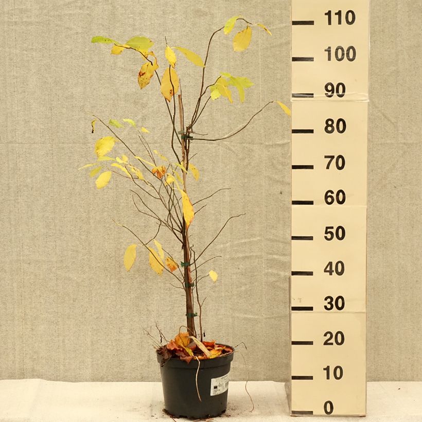 Exemplar von Lindera benzoin - Fieberstrauch Topf mit 4L/5L wie im Herbst geliefert