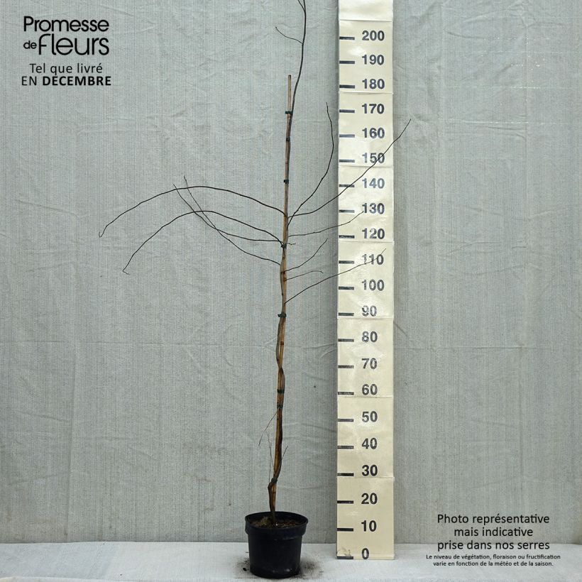 Exemplar von Lindera benzoin - Fieberstrauch Topf mit 4L/5L wie im Winter geliefert