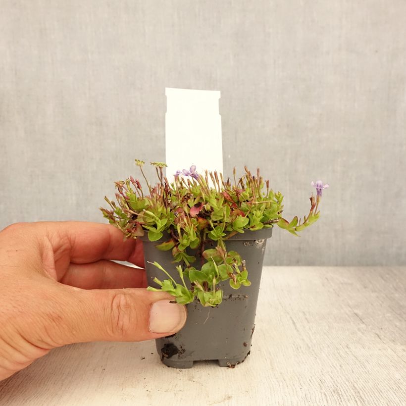 Exemplar von Lindernia grandiflora - Großblütiges Büchsenkraut Kleine Töpfe von 8/9 cm wie im Sommer geliefert