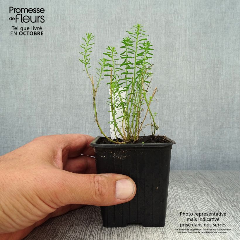 Exemplar von Stauden-Lein - Linum perenne Kleine Töpfe von 7/8 cm wie im Herbst geliefert