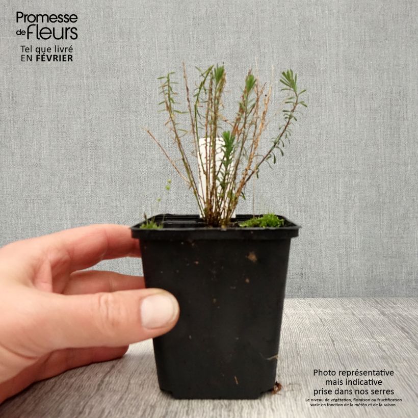 Exemplar von Stauden-Lein Saphir - Linum perenne Kleine Töpfe von 8/9 cm wie im Winter geliefert