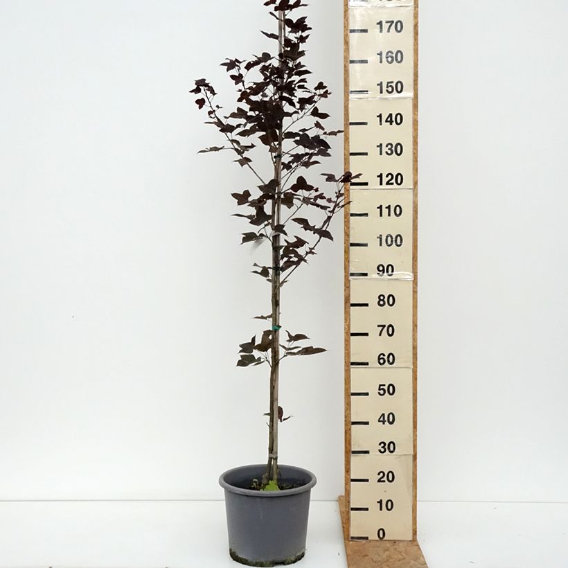 Exemplar von Liquidambar formosana - Chinesischer Amberbaum Topf mit 12L/15L wie im Sommer geliefert
