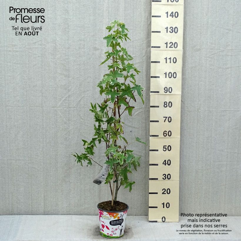 Exemplar von Liquidambar styraciflua Albomarginata Manon - Amberbaum Topf mit 4L/5L wie im Sommer geliefert