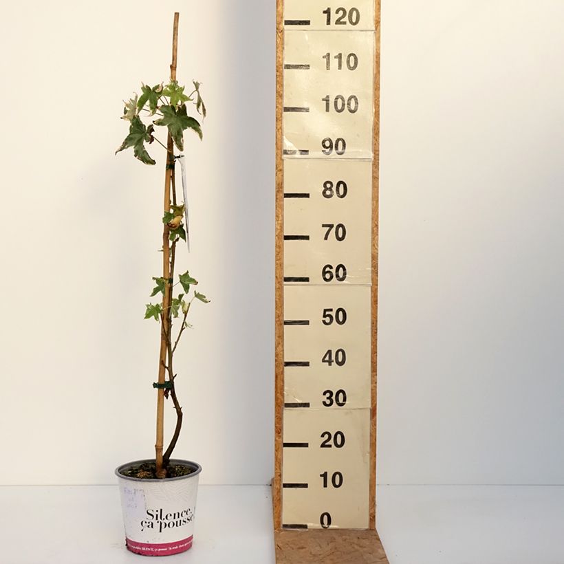 Exemplar von Liquidambar styraciflua Albomarginata Manon - Amberbaum Topf mit 4L/5L wie im Herbst geliefert