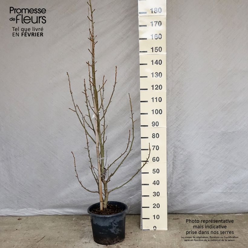 Exemplar von Liquidambar styraciflua Aurea - Amberbaum Topf mit 12L/15L wie im Winter geliefert