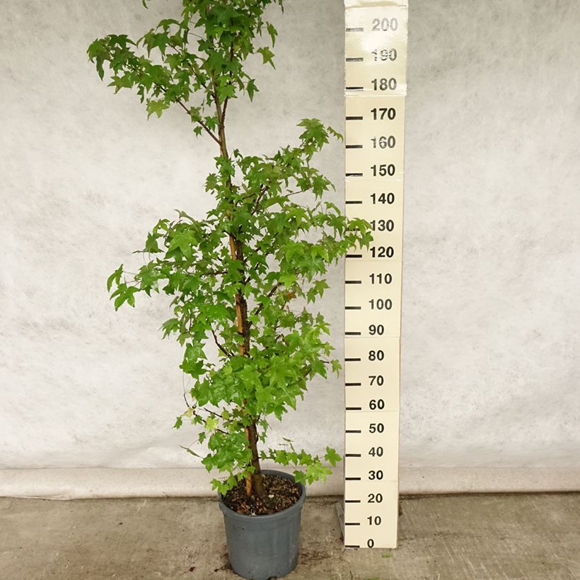 Exemplar von Liquidambar styraciflua - Amberbaum Topf mit 7,5L/10L wie im Sommer geliefert