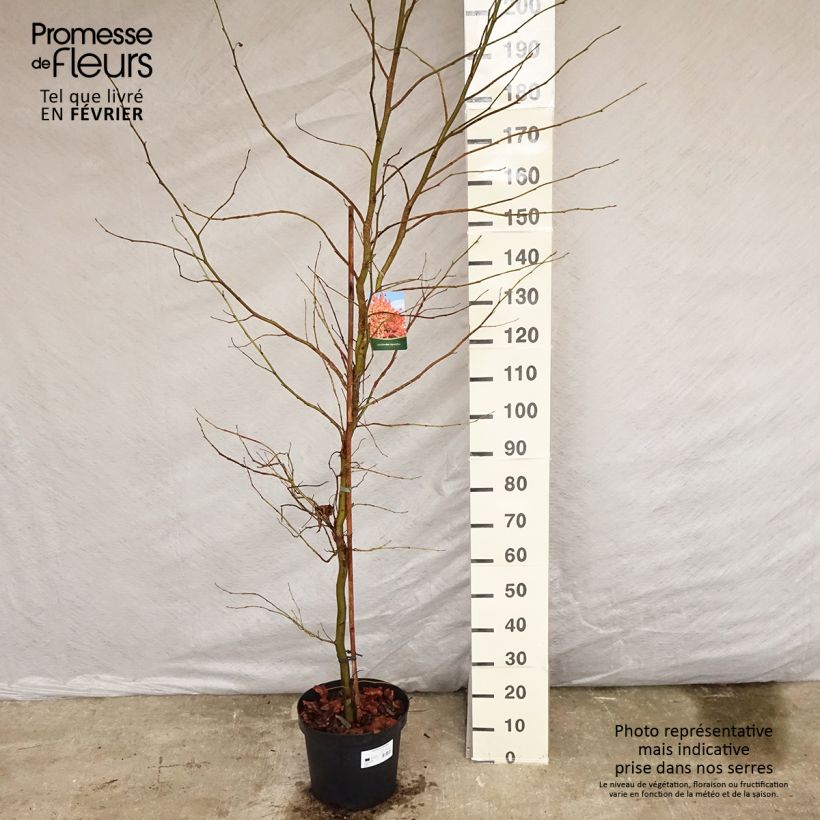 Exemplar von Liquidambar styraciflua - Amberbaum Topf mit 7,5L/10L wie im Winter geliefert