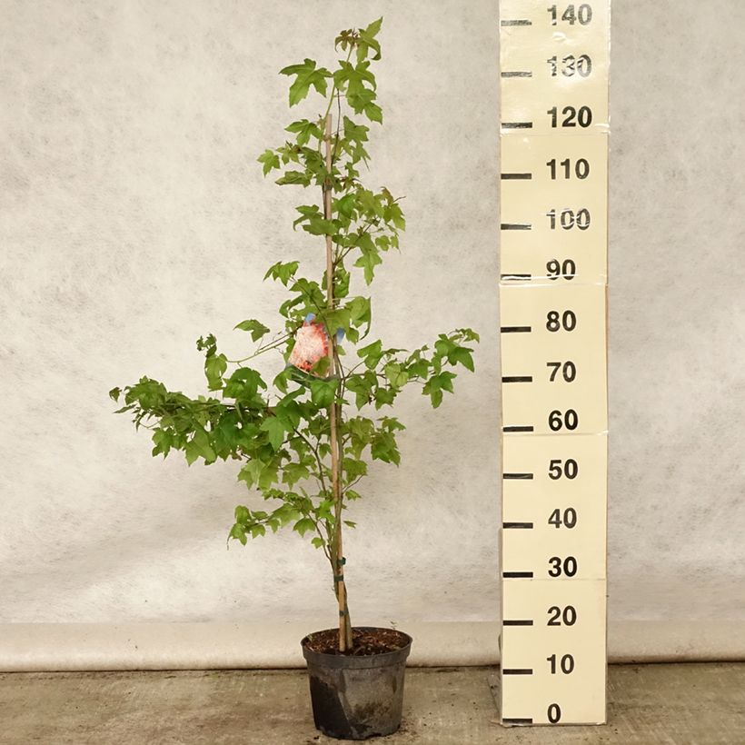 Exemplar von Liquidambar styraciflua - Amberbaum Topf mit 3L/4L wie im Sommer geliefert