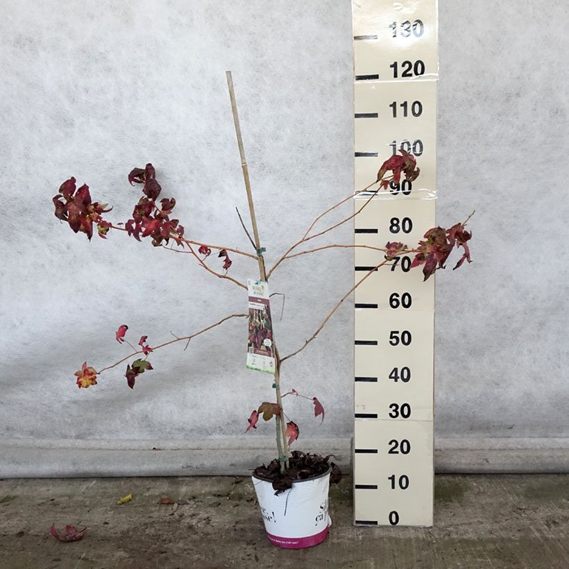 Exemplar von Liquidambar styraciflua Golden Sun - Amberbaum Topf mit 4L/5L wie im Herbst geliefert