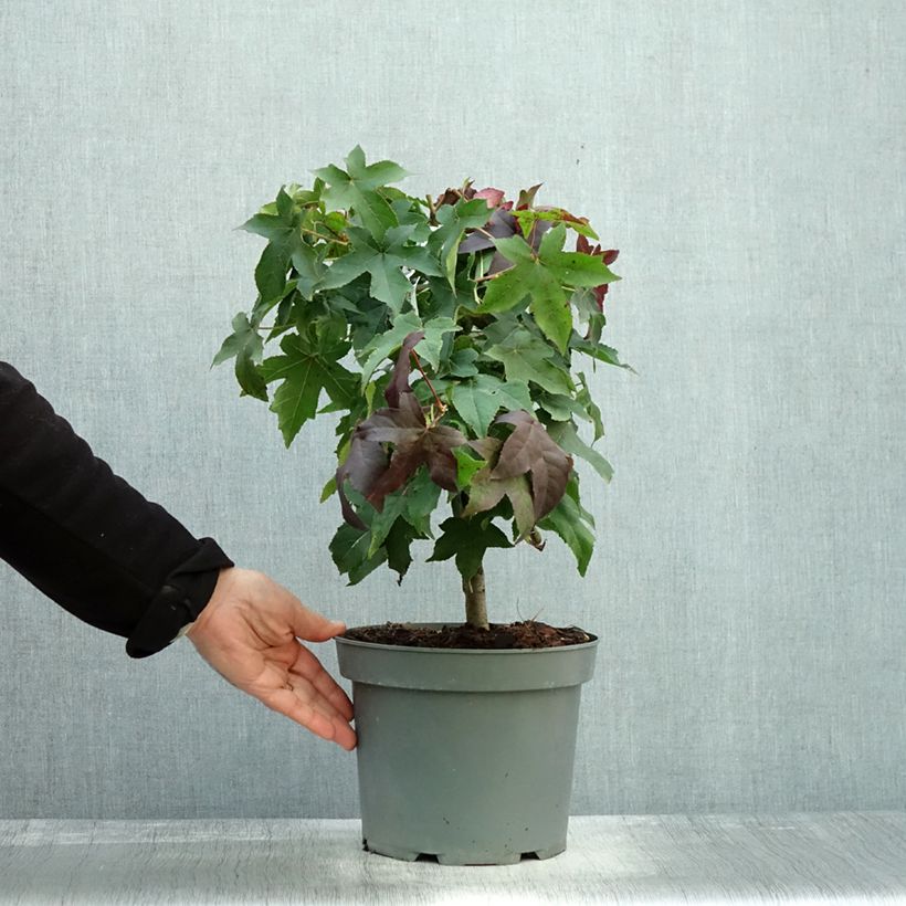 Exemplar von Liquidambar styraciflua Gum Ball - Amberbaum Topf mit 4L/5L wie im Herbst geliefert