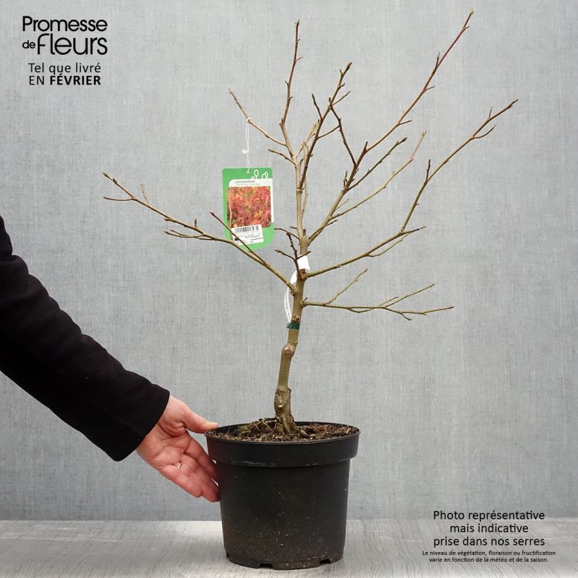 Exemplar von Liquidambar styraciflua Gum Ball - Amberbaum Topf mit 4L/5L wie im Winter geliefert