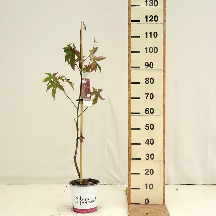 Exemplar von Liquidambar styraciflua Lane Roberts - Amberbaum Topf mit 2L/3L wie im Herbst geliefert