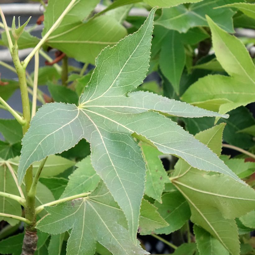 Liquidambar styraciflua Oakville Highlight - Amberbaum (Laub)