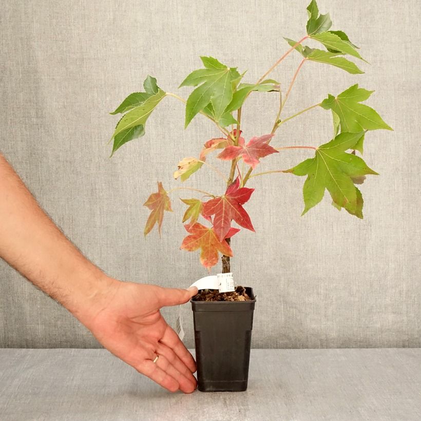 Exemplar von Liquidambar styraciflua Oakville Highlight - Amberbaum Topf mit 1L/1,5L wie im Sommer geliefert
