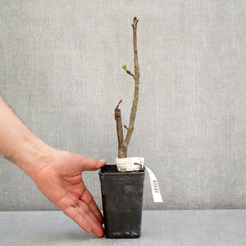 Exemplar von Liquidambar styraciflua Oakville Highlight - Amberbaum Topf mit 1L/1,5L wie im Frühjahr geliefert