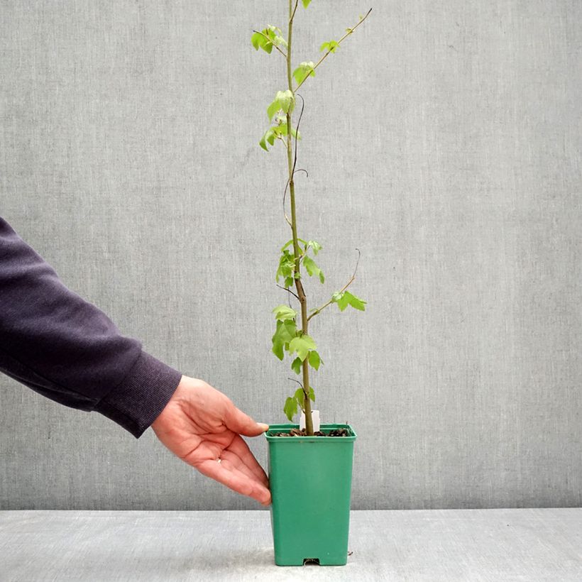 Exemplar von Liquidambar styraciflua - Amberbaum Topf 12 cm / 13 cm wie im Frühjahr geliefert