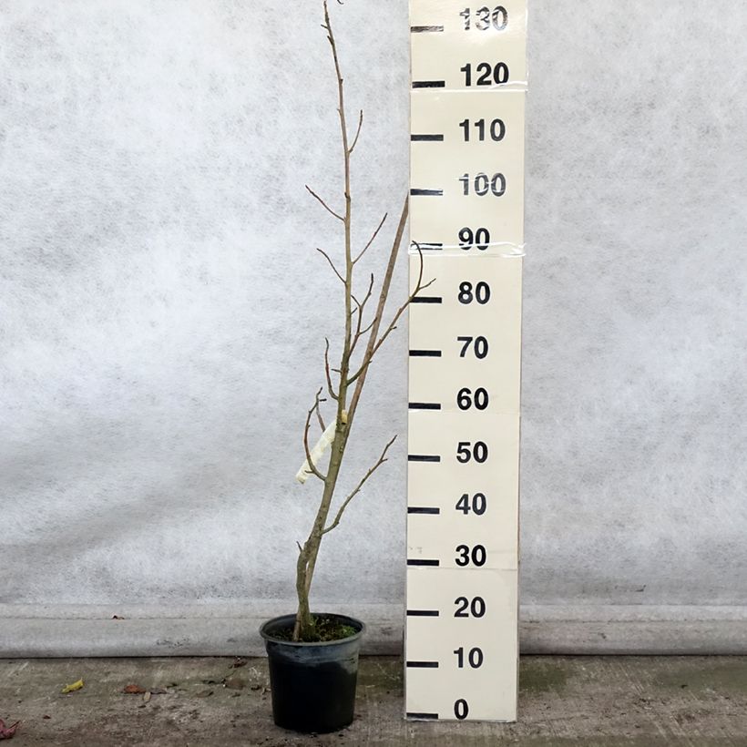 Exemplar von Liquidambar styraciflua Rotundiloba - Amberbaum Topf mit 4L/5L wie im Herbst geliefert