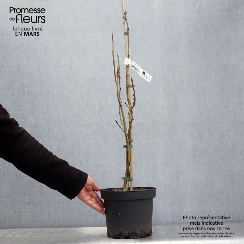 Exemplar von Liquidambar styraciflua Slender Silhouette - Amberbaum Topf mit 4L/5L wie im Frühjahr geliefert