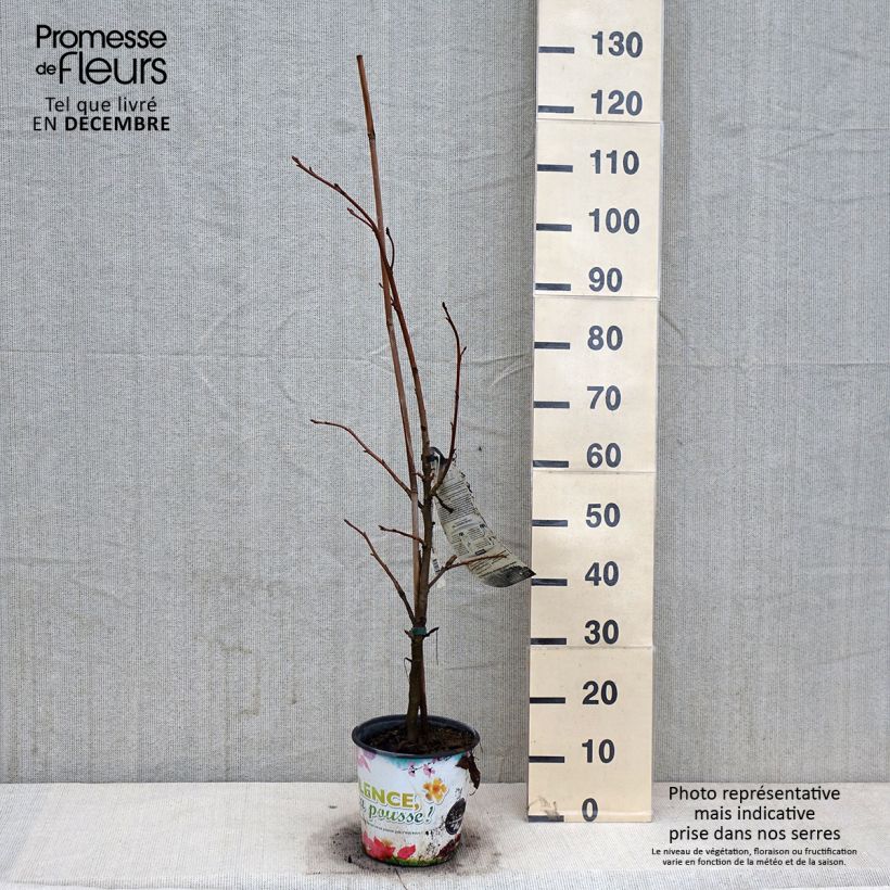 Exemplar von Liquidambar styraciflua Thea - Amberbaum Topf mit 4L/5L wie im Herbst geliefert