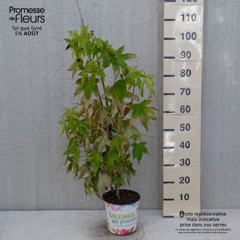 Exemplar von Liquidambar styraciflua Thea - Amberbaum Topf mit 4L/5L wie im Sommer geliefert