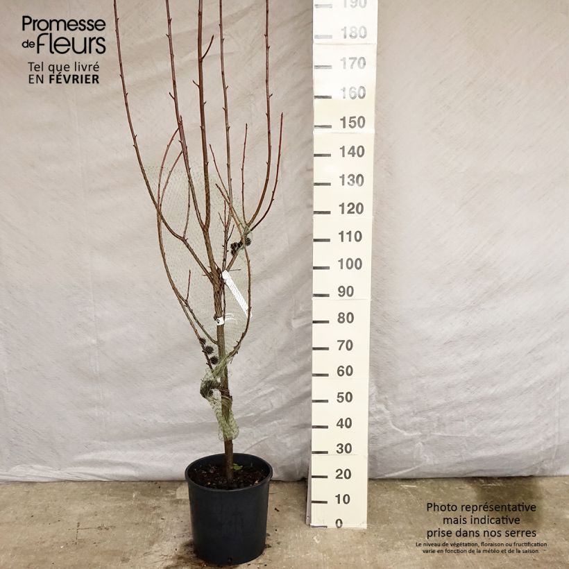 Exemplar von Liquidambar styraciflua Worplesdon - Amberbaum Topf mit 7,5L/10L wie im Winter geliefert