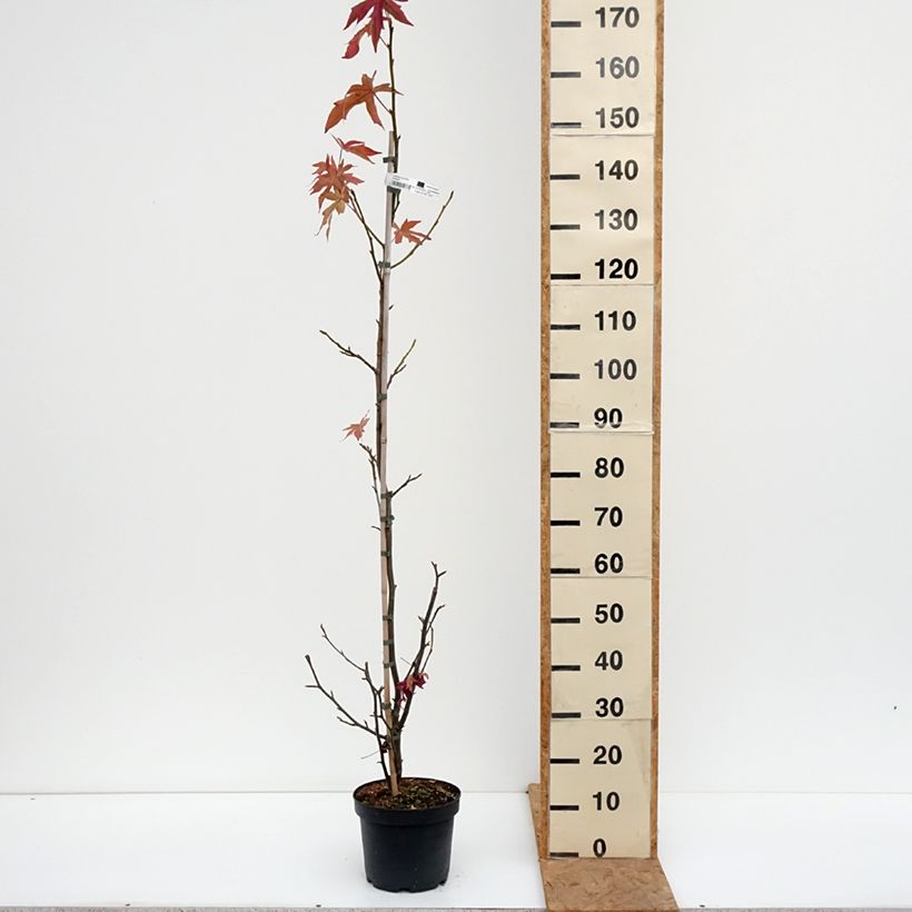 Exemplar von Liquidambar styraciflua Worplesdon - Amberbaum Topf mit 4L/5L wie im Herbst geliefert