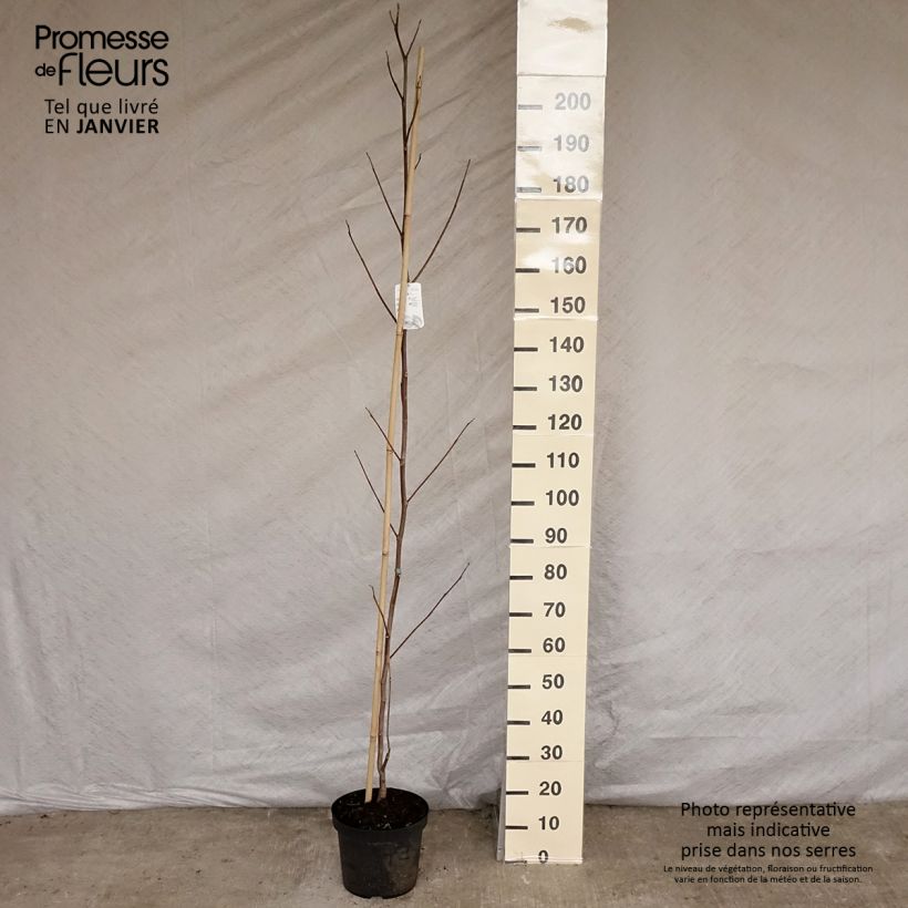 Exemplar von Liriodendron tulipifera Aureomarginatum - Tulpenbaum Topf mit 7,5L/10L wie im Winter geliefert
