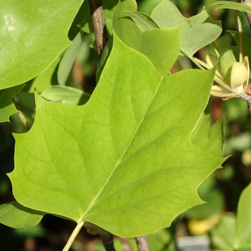 Liriodendron tulipifera Emerald City - Tulpenbaum (Laub)