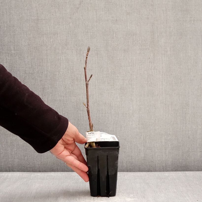 Exemplar von Liriodendron tulipifera Emerald City - Tulpenbaum Topf mit 1L/1,5L wie im Winter geliefert