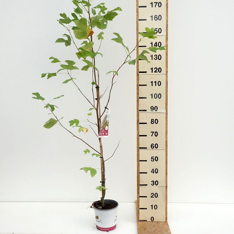Exemplar von Liriodendron tulipifera Fastigiata - Tulpenbaum Topf mit 4L/5L, Stamm wie im Sommer geliefert