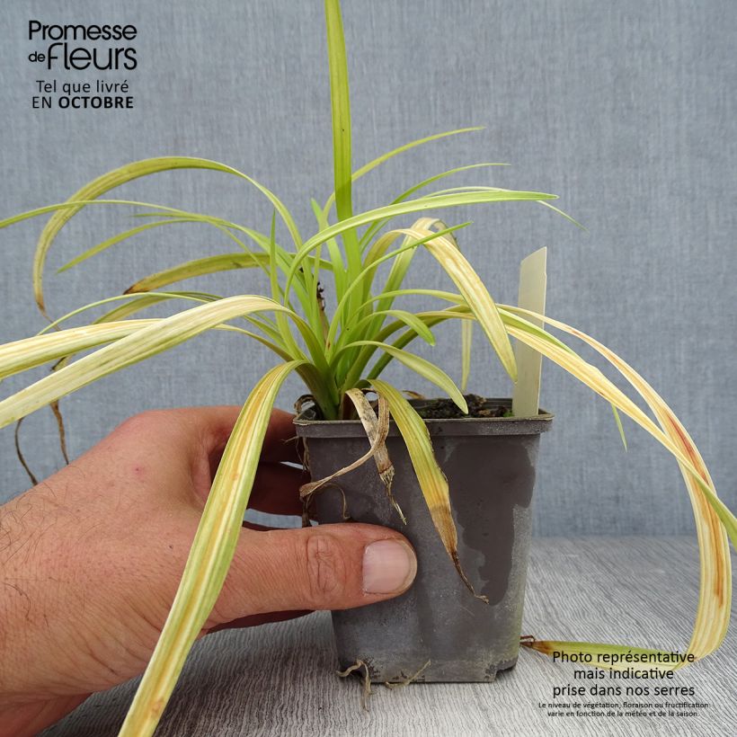 Exemplar von Liriope muscari Big Blue - Lilientraube Kleine Töpfe von 8/9 cm wie im Herbst geliefert