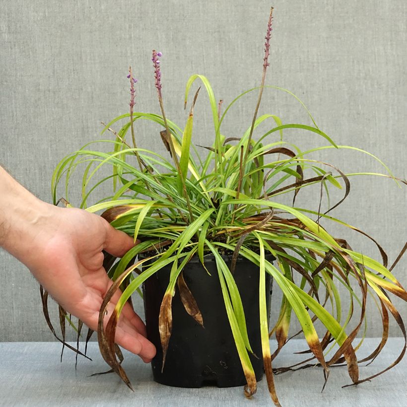 Exemplar von Liriope muscari Big Blue - Lilientraube Topf mit 2L/3L wie im Herbst geliefert