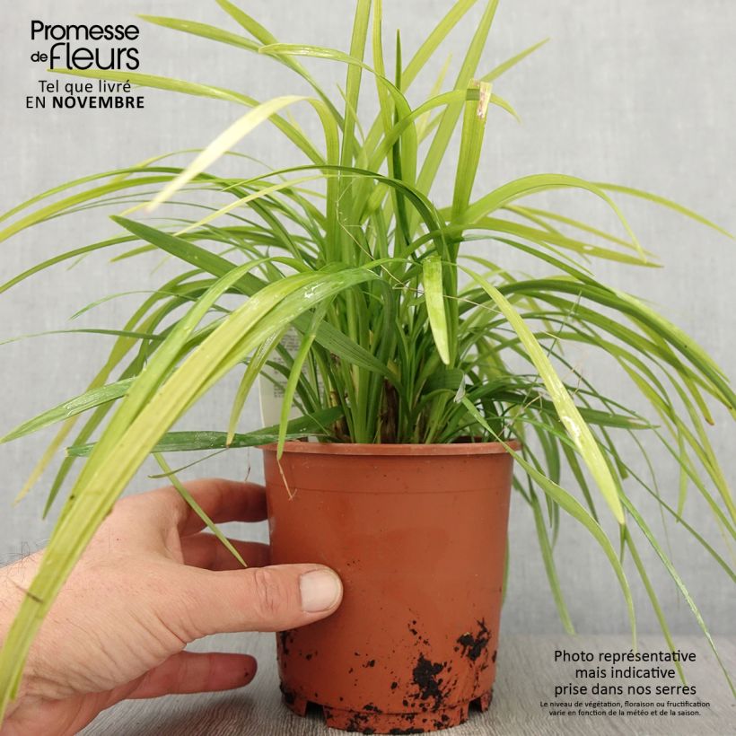 Exemplar von Liriope muscari Evergreen Giant Topf mit 1L/1,5L wie im Herbst geliefert
