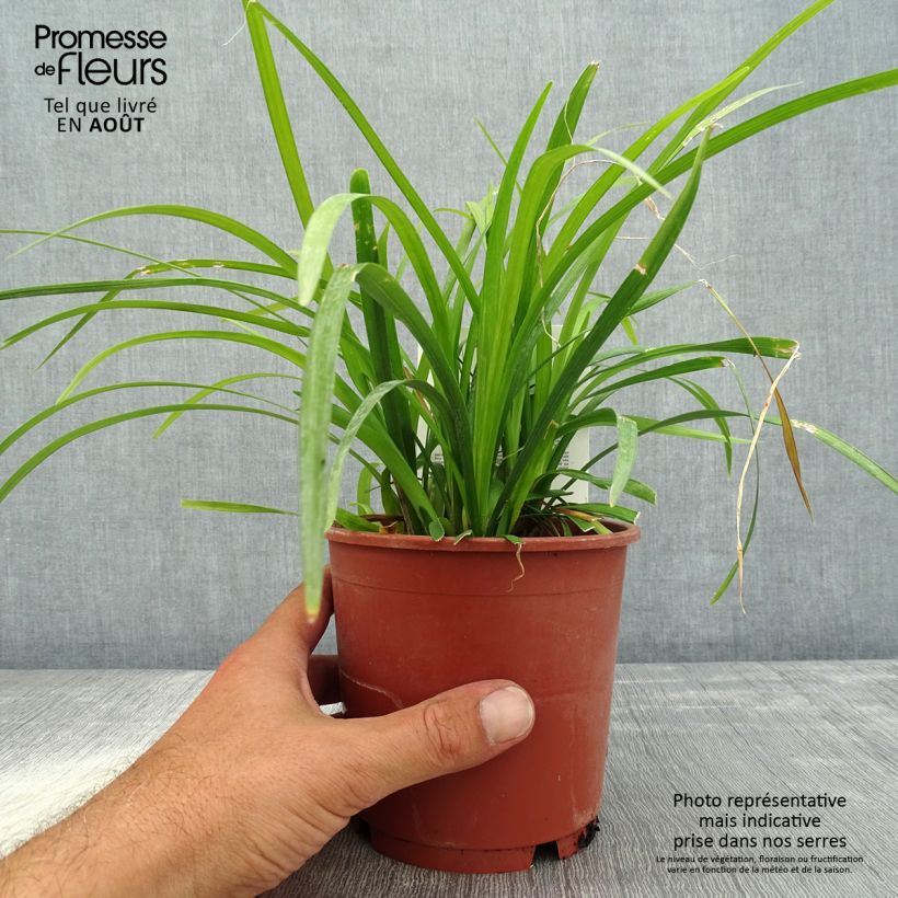 Exemplar von Liriope muscari Evergreen Giant Topf mit 1L/1,5L wie im Sommer geliefert