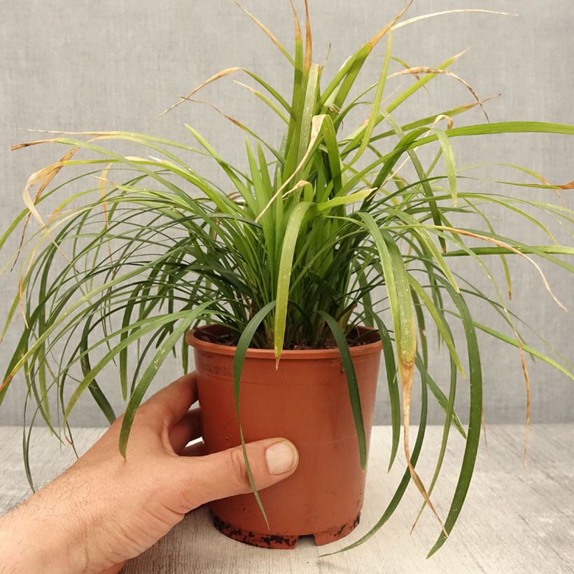 Exemplar von Liriope muscari Evergreen Giant Topf mit 1L/1,5L wie im Frühjahr geliefert