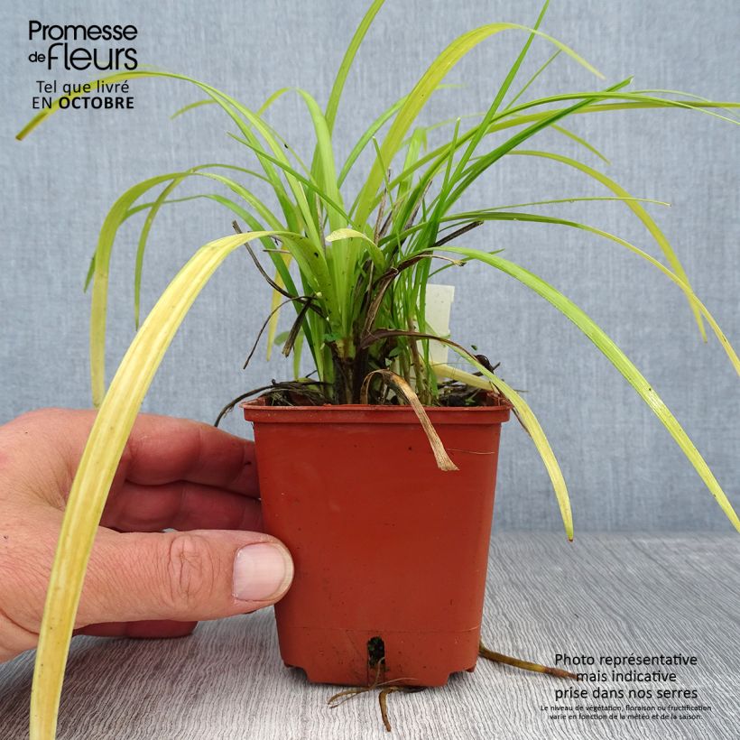 Exemplar von Liriope muscari Evergreen Giant Kleine Töpfe von 8/9 cm wie im Herbst geliefert