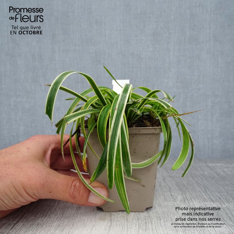 Exemplar von Liriope muscari Gold Banded - Lilientraube Kleine Töpfe von 8/9 cm wie im Herbst geliefert