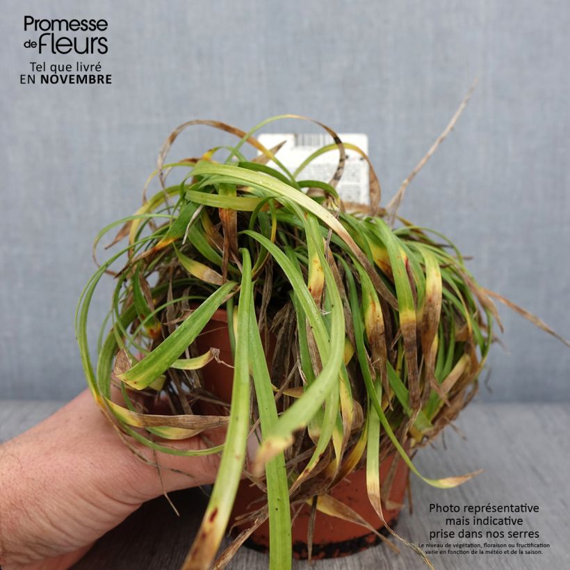 Exemplar von Liriope muscari Ingwersen - Lilientraube Topf mit 1L/1,5L wie im Herbst geliefert