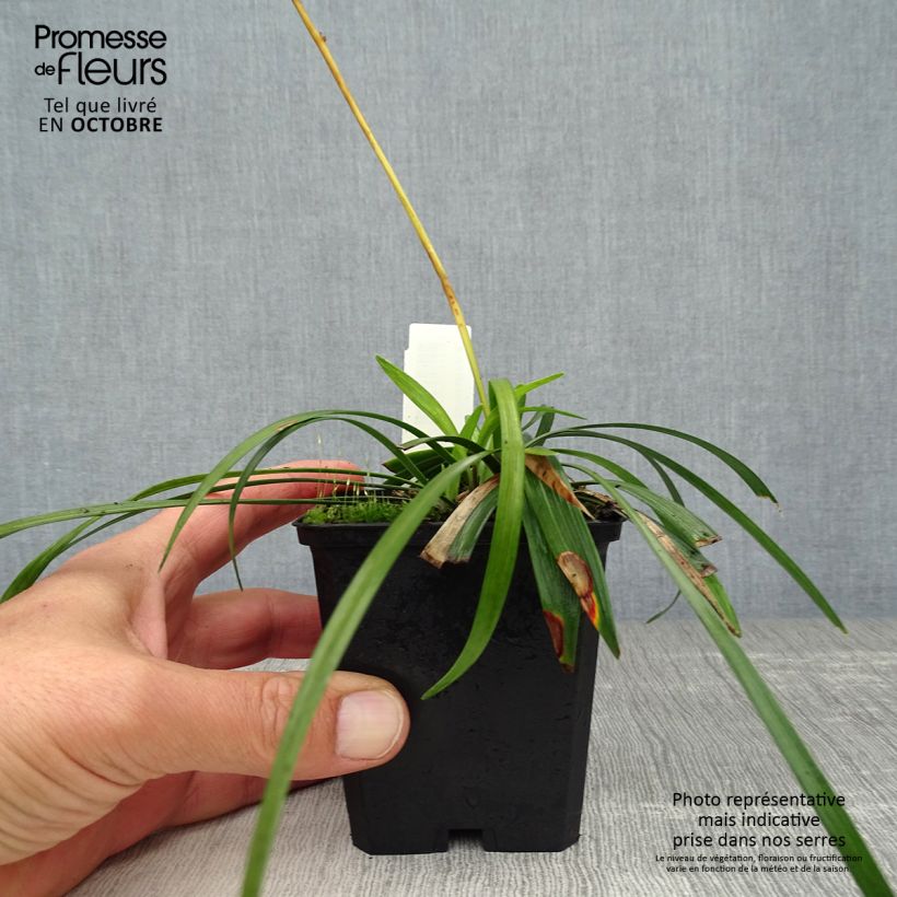 Exemplar von Liriope muscari Ingwersen - Lilientraube Kleine Töpfe von 8/9 cm wie im Herbst geliefert