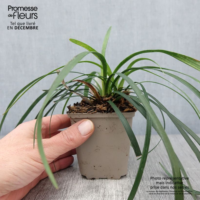 Exemplar von Liriope muscari Majestic - Lilientraube Kleine Töpfe von 8/9 cm wie im Herbst geliefert